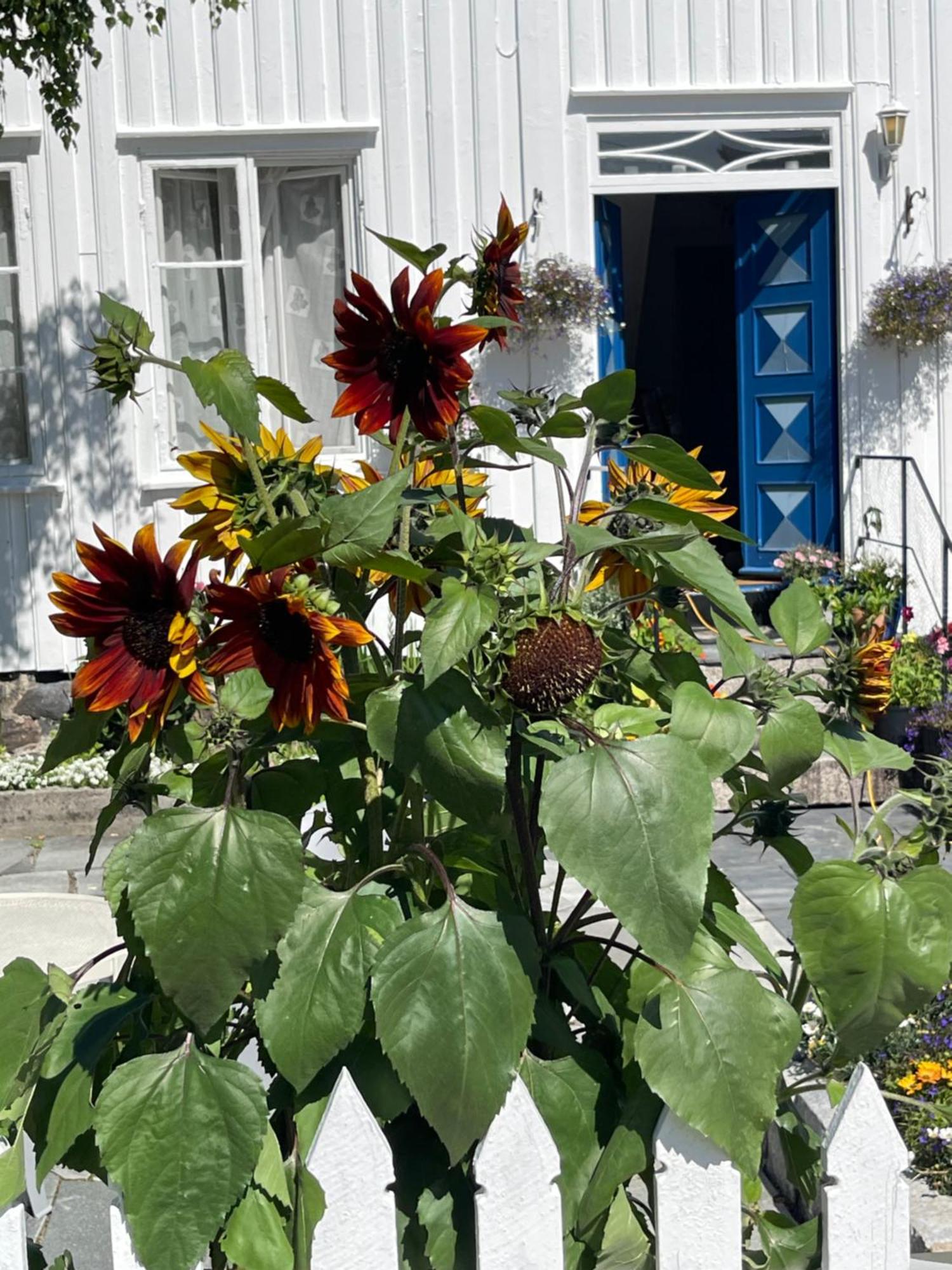 Sommerdrom I Sor * Mandal