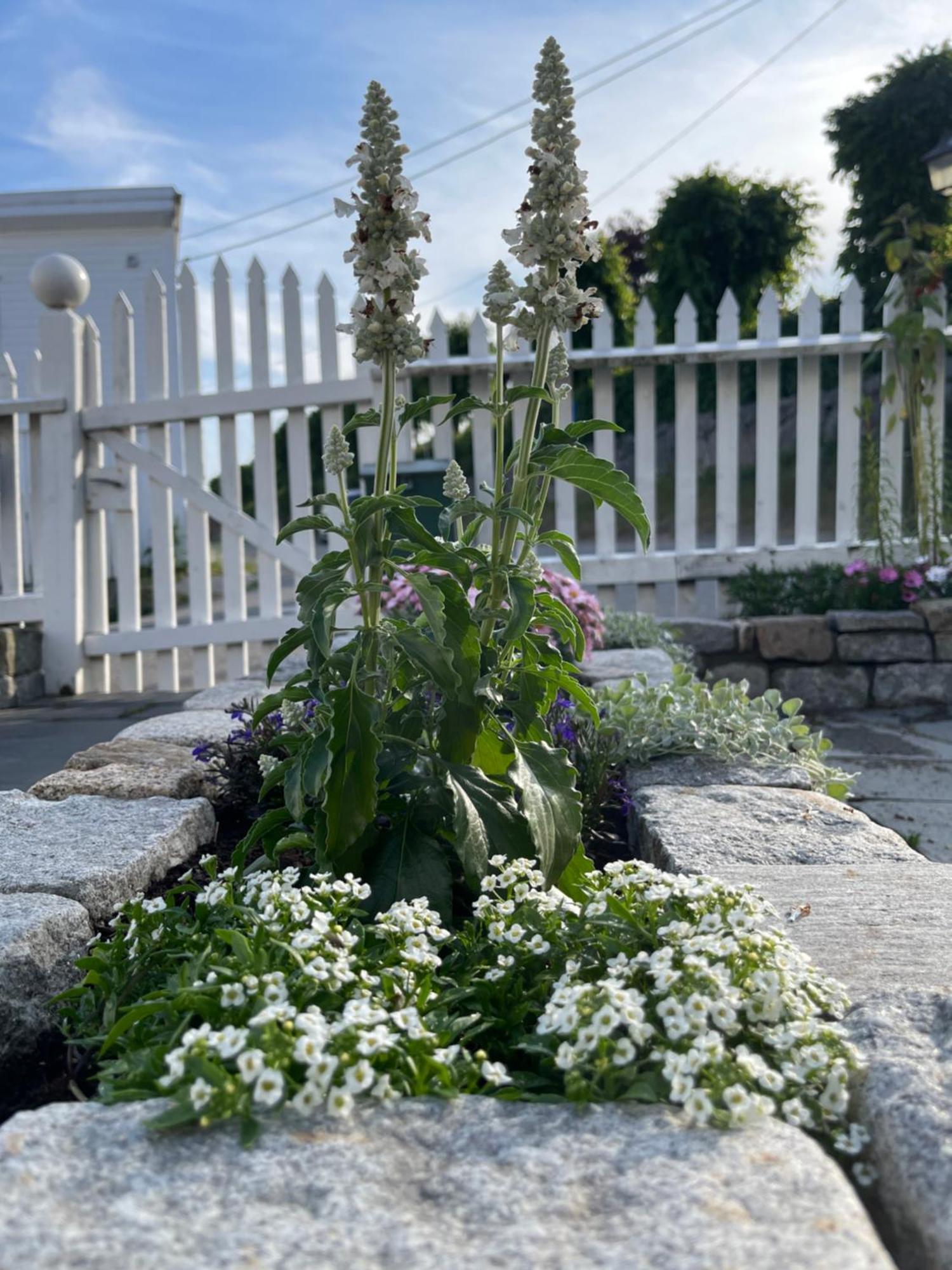 Apartment Sommerdrom I Sor *